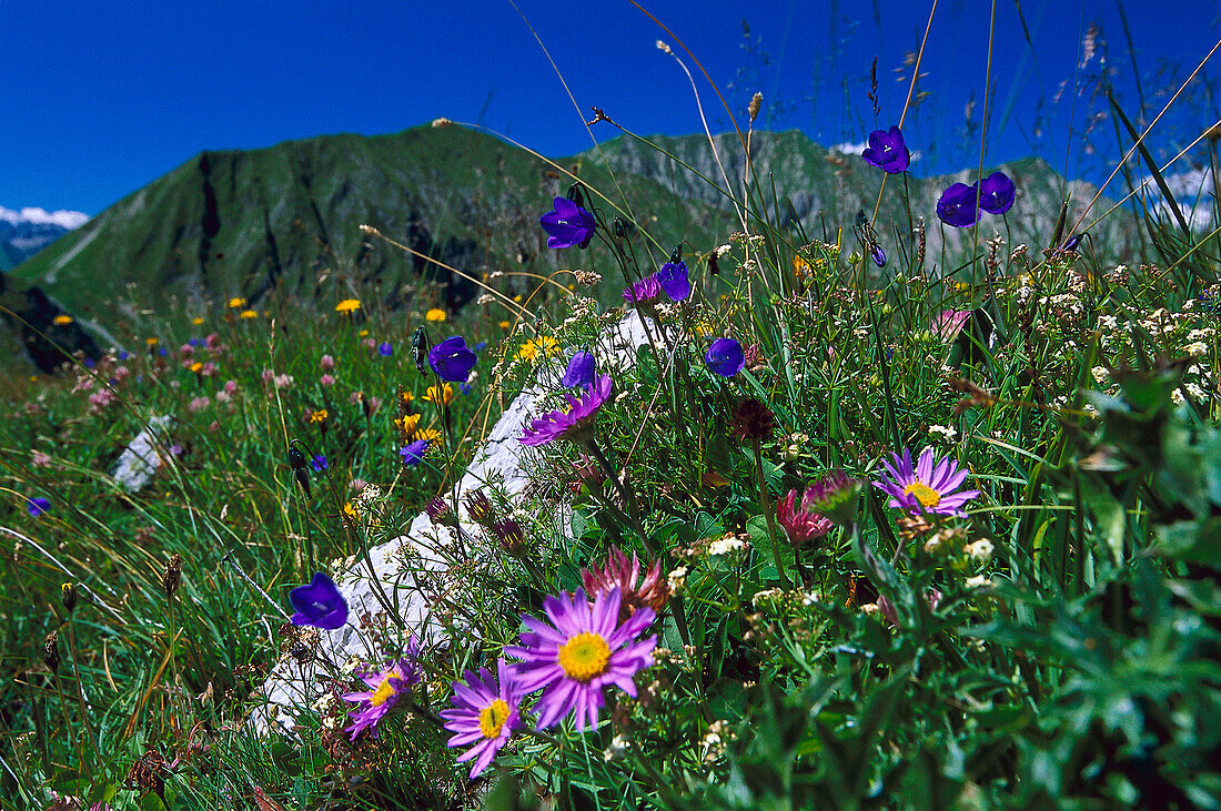 Bergwiese Lechtaler Alpen Österreich Bild kaufen 70036270 lookphotos