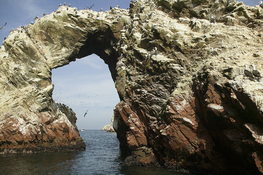 Islas Ballestas Reserva Nacional De License Image 70093726