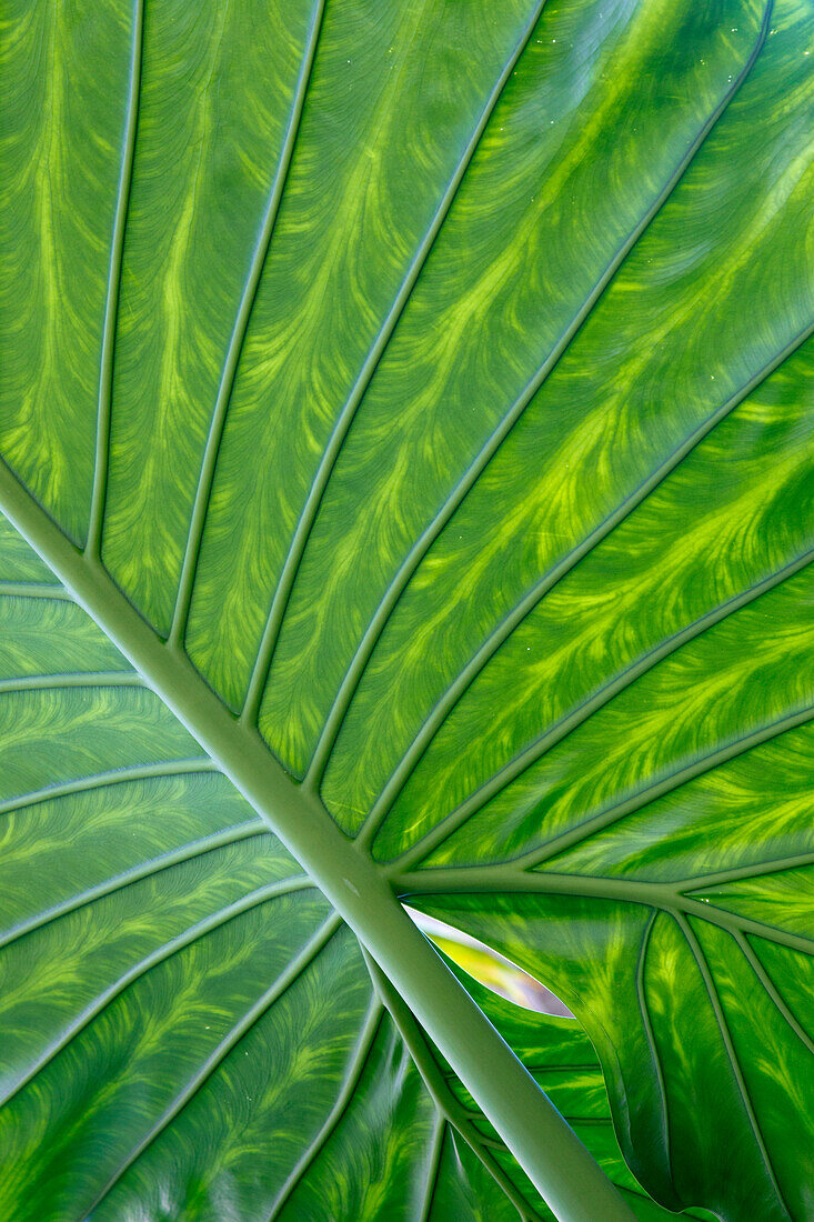 Giant Elephant Ear Colocasia Gigantea Bild Kaufen 71215922