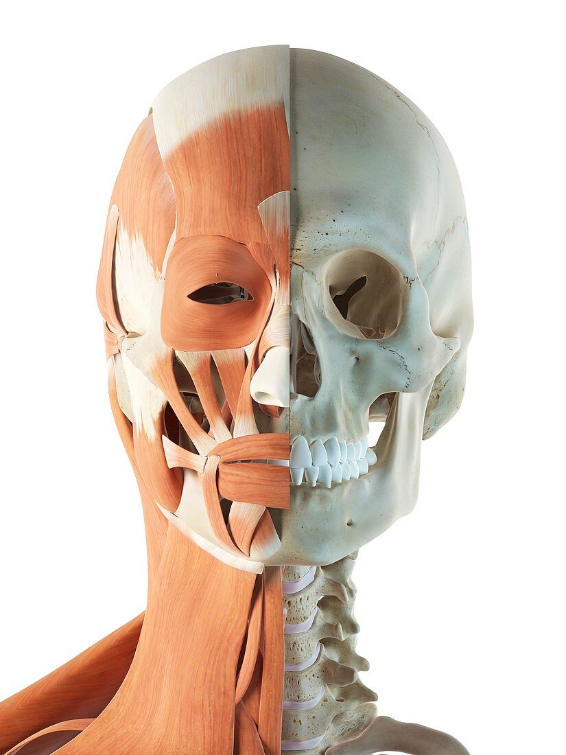 Human Facial Muscles Artwork Bild Kaufen 11795074 Science Photo Library