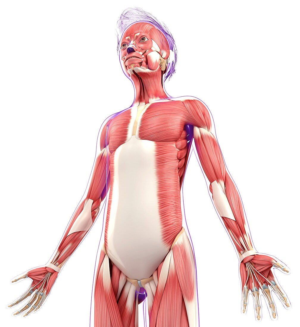 Human Muscular System Artwork Bild Kaufen 11799742 Science Photo