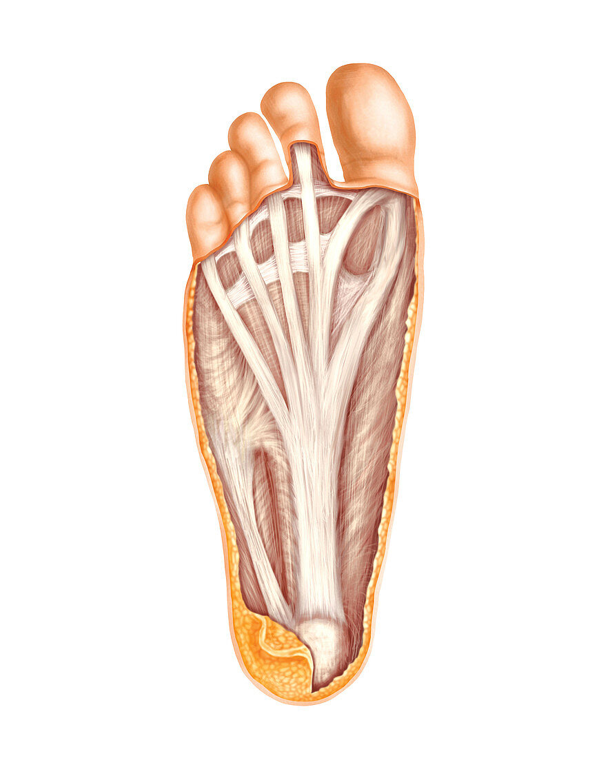 Muscles Of The Foot Artwork Bild Kaufen 11680054 Science Photo Library