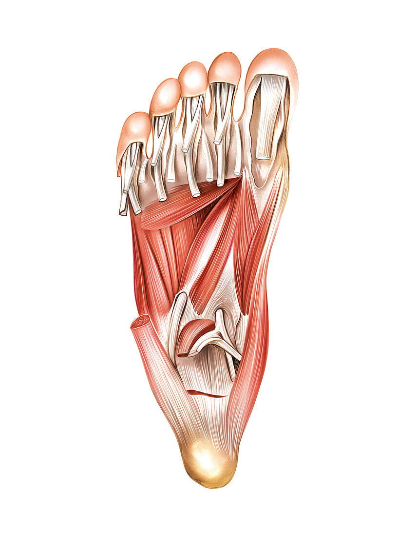 Muscles Of The Foot Artwork Bild Kaufen 11680060 Science Photo Library
