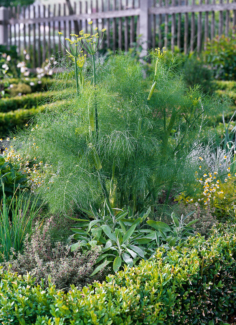 Kräuterbeet mit Buxus Buchseinfassung Bild kaufen 12144458