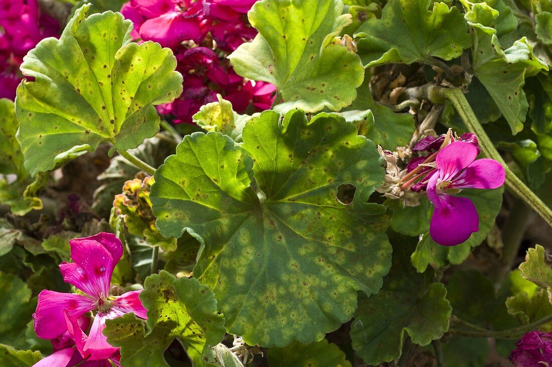 Rostpilz An Pelargonium Geranie Bild Kaufen