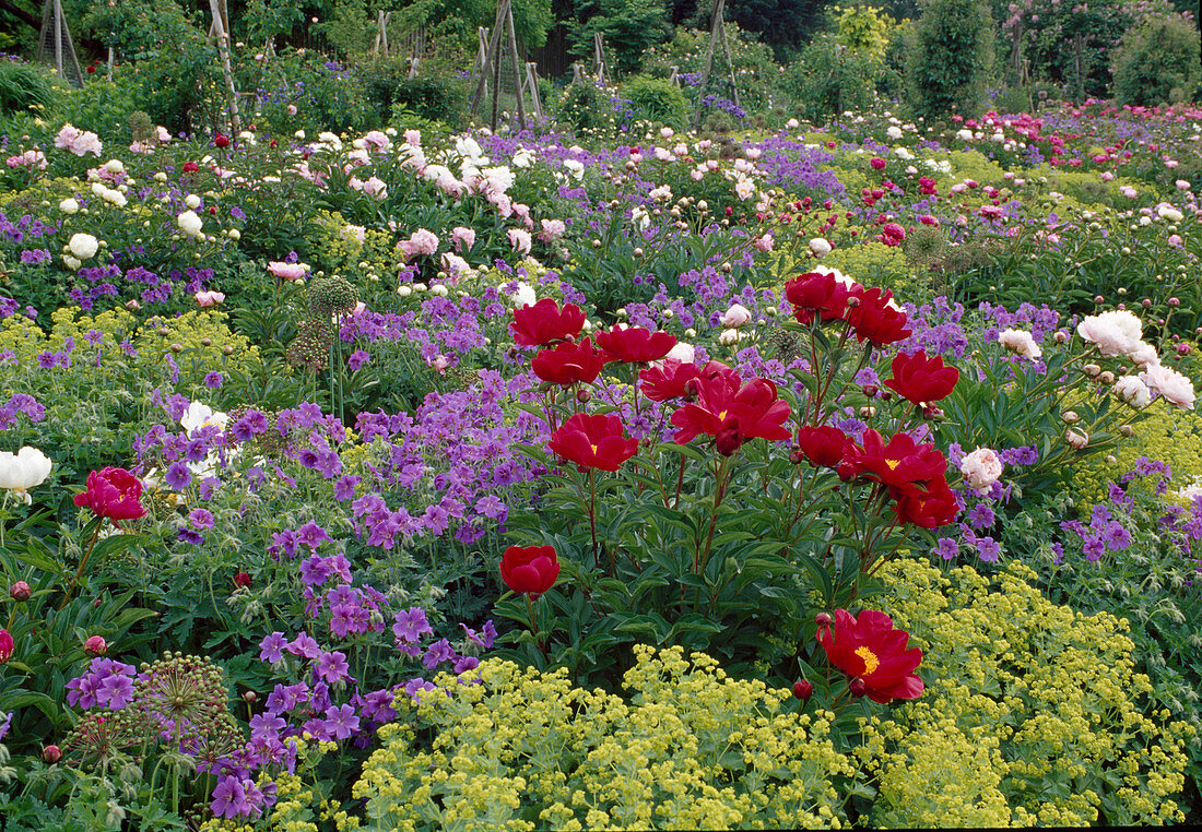 Frühsommer Staudenbeet Paeonia Bild kaufen 12203560 Image