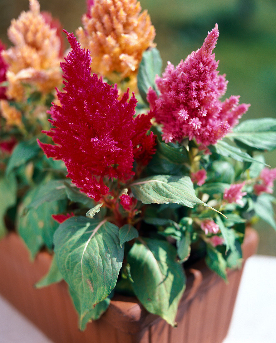 Celosia Plumosa Miss Nippon Bild Kaufen