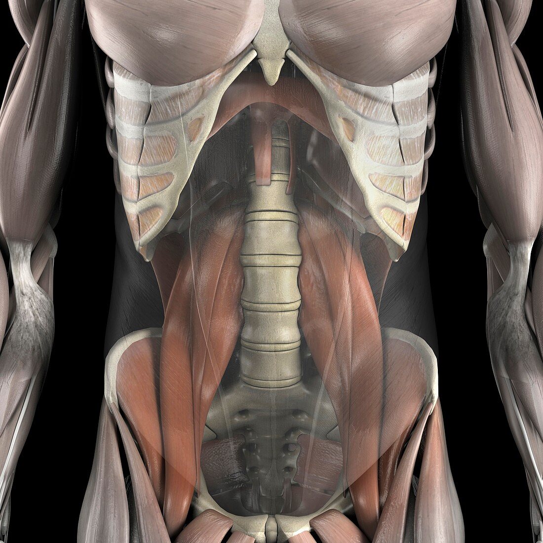 The Psoas Muscles Artwork Bild Kaufen 12277770 Science Photo Library