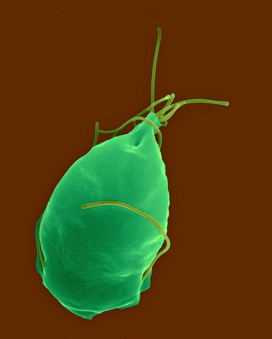 Giardia Lamblia Parasitic Protozoan Bild Kaufen