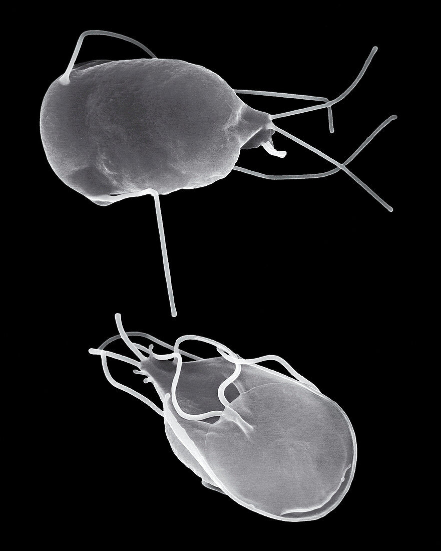 Giardia Lamblia Parasitic Protozoan Sem Bild Kaufen