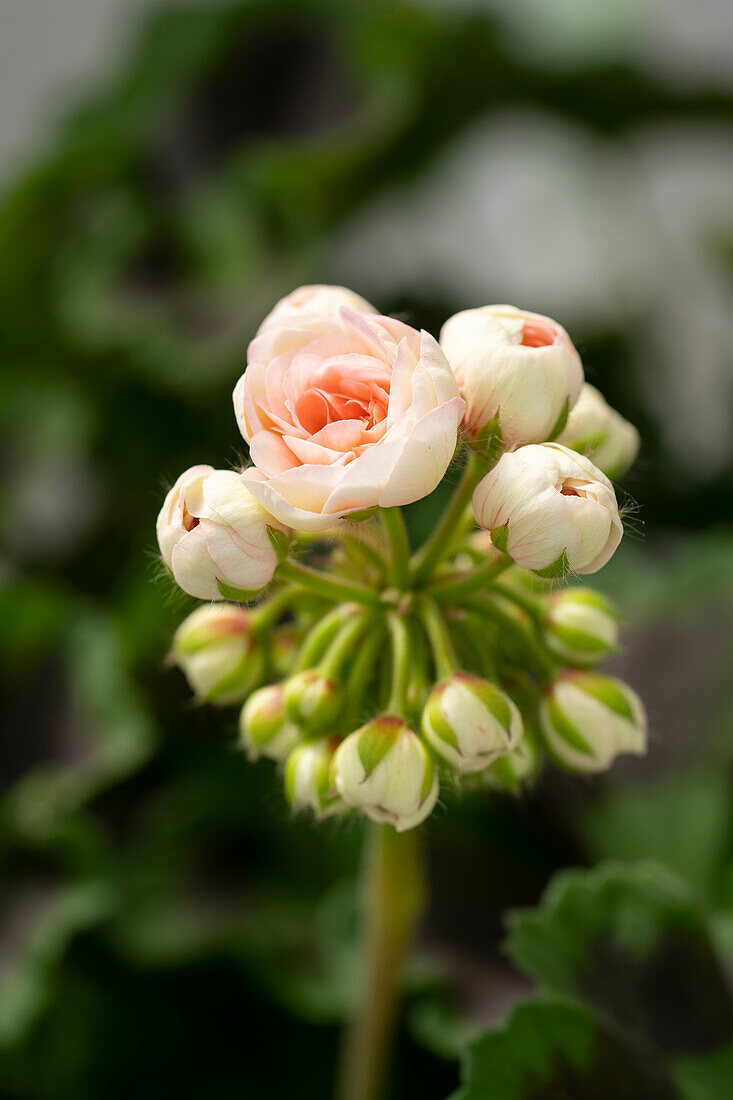 Pelargonie Pelargonium Rosebud Bild Kaufen 13701702