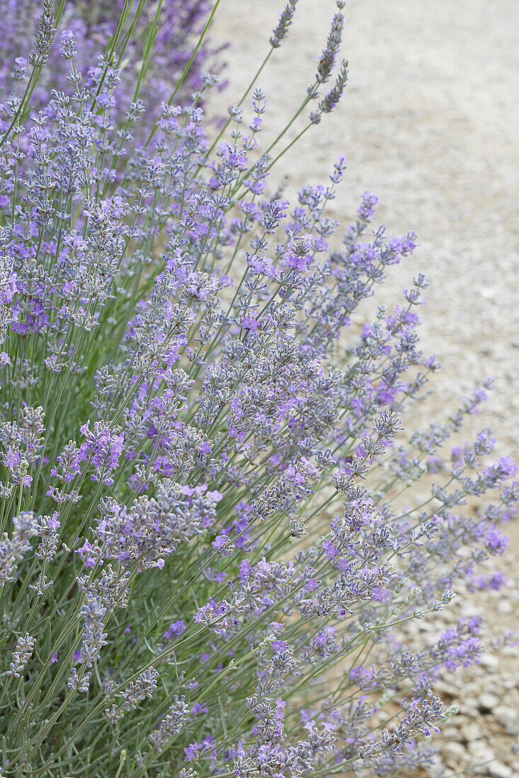 Echter Lavendel Lavandula Angustifolia Bild Kaufen 13702038