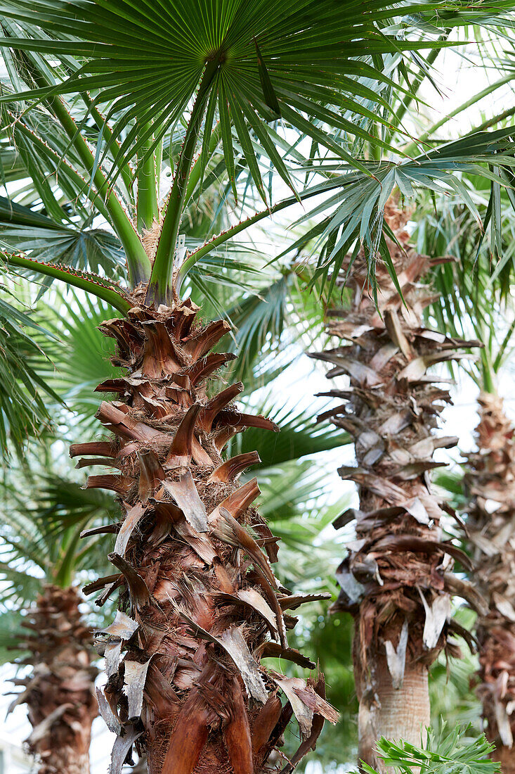 Washingtonpalme Washingtonia Robusta Bild Kaufen 13703138