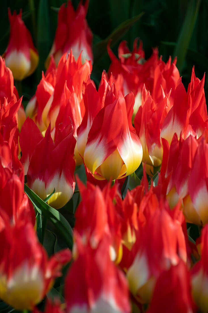 Tulpe Tulipa Flames Mystery Bild Kaufen