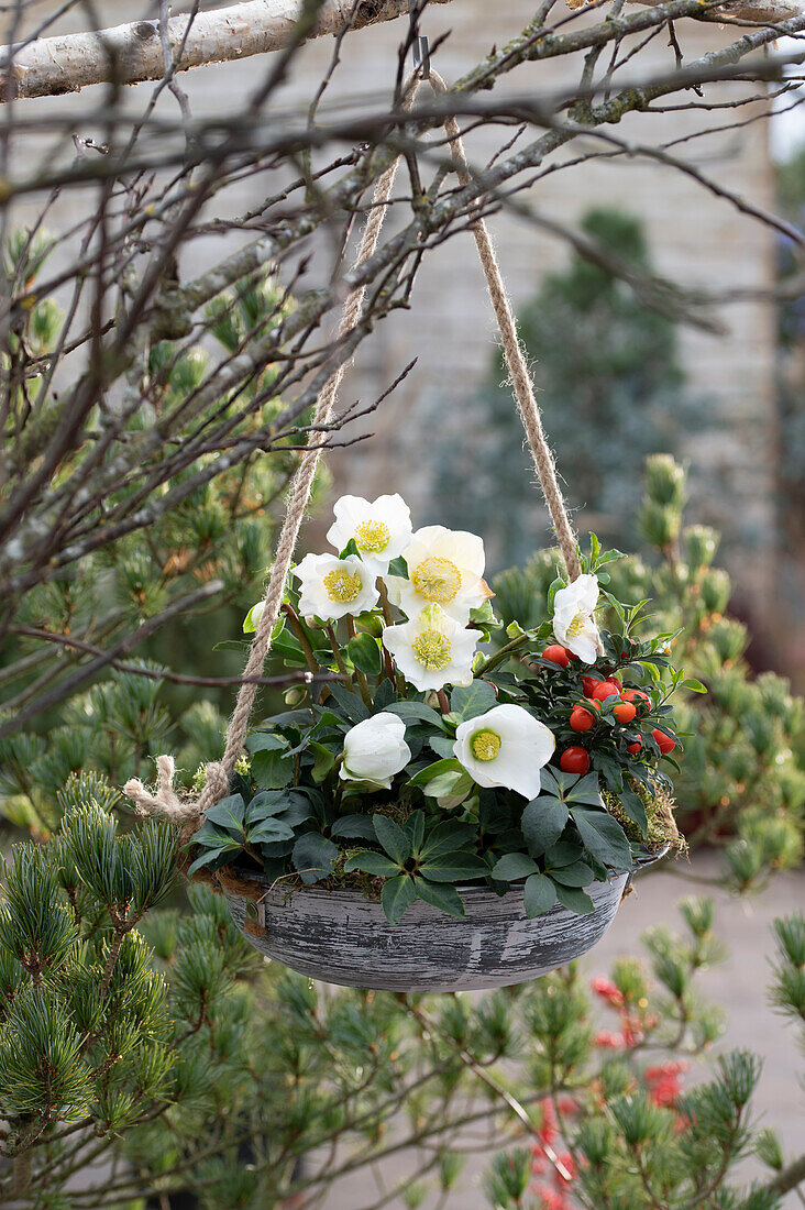 Christrosen Helleborus Niger Und Bild Kaufen