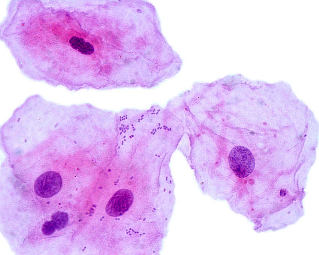 Squamous Epithelial Cells Light Bild Kaufen Science