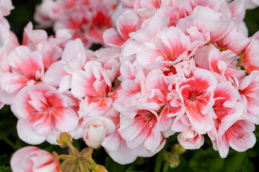 Pelargonium Zonale Salmon Queen Bild Kaufen