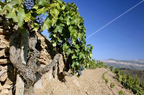 Very old Grenache vine, L'Ermita, Gratallops, Spain