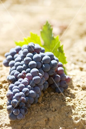 Castelao grapes on soil