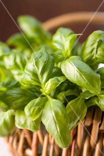 Basil in a basket