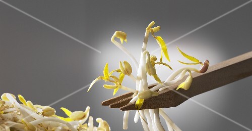 Soy sprouts with a wooden fork