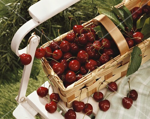 Sweet cherries in basket