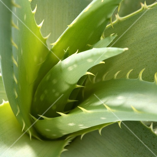 Aloe vera (close-up)