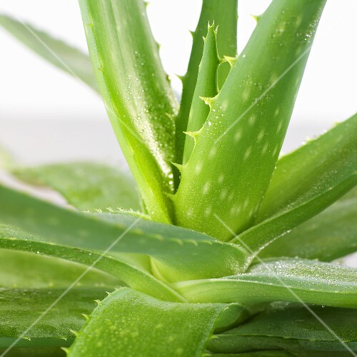 Aloe vera plant (close-up)
