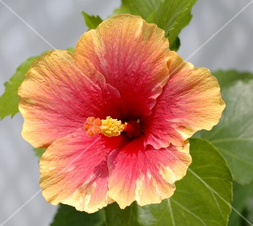Hibiskusblüte in der Nahaufnahme