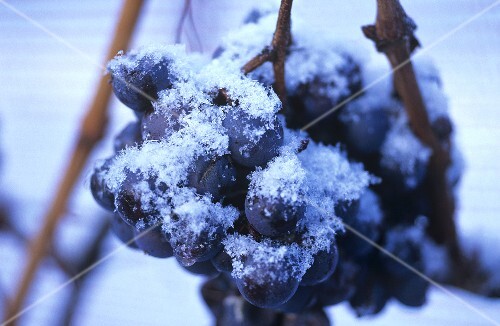 Ice wine grapes covered in ice