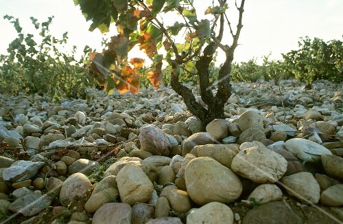 Stony ground, Château-neuf-du-Pape, France