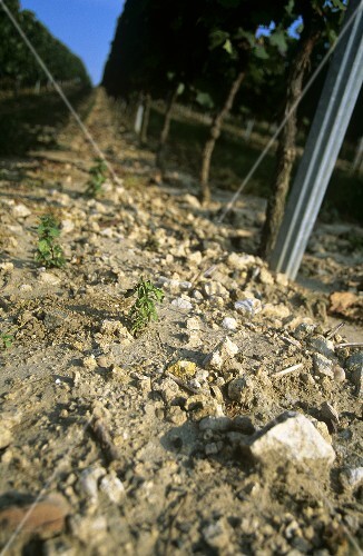 Clay marl with limestone, 'Westhofener Morstein', Germany