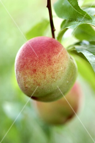 A peach on the tree