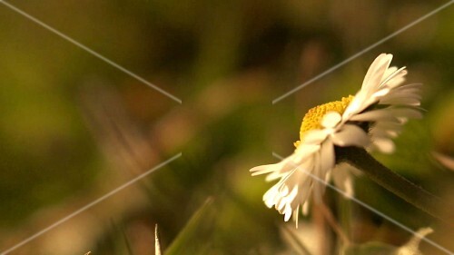 Ox-eye daisy