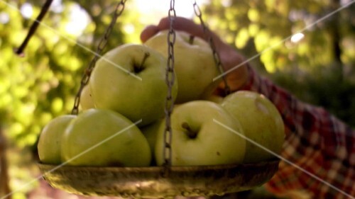 Hand putting freshly-picked apple in scale pan
