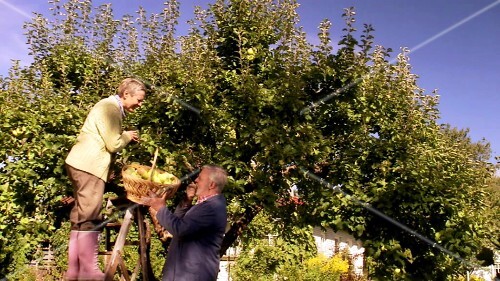 Mature couple picking apples