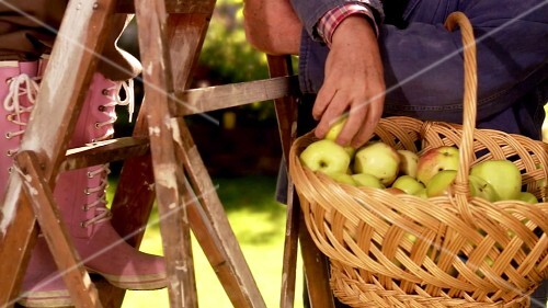 Mature couple picking apples