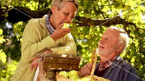 Mature couple picking apples