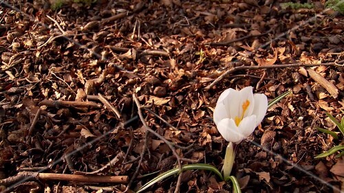 A white crocus in the open air