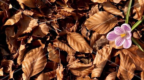 A purple crocus in the open air