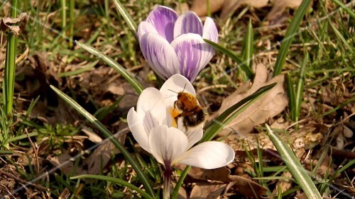 Crocuses with a bumble-bee in the open air