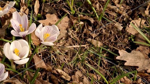 Crocuses in the open air