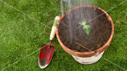 Planting and watering a young plant in a pot
