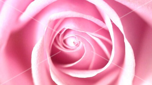 A pink rose (close-up)