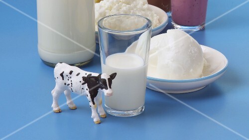 Milk, cheese, soft cheese, flavoured milk and a toy cow