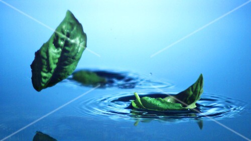 Basil leaves falling into water