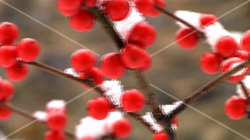 Red winter berries covered in snow