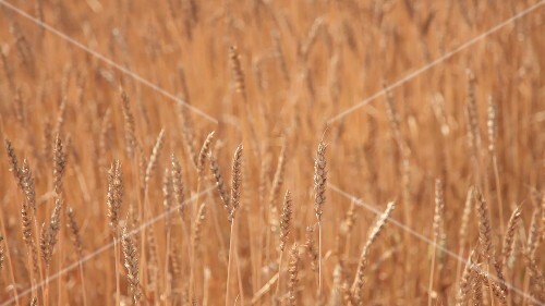 Wheat field