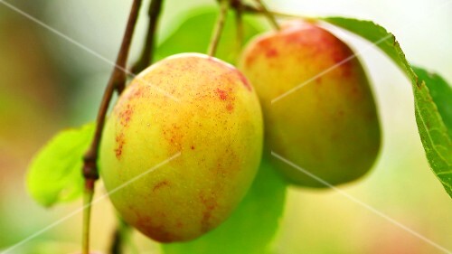 Queen Victoria plums on a tree