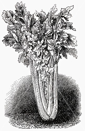 Celery (illustration)